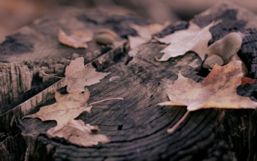 Fall, Leaves, Nature, Wood Wallpaper