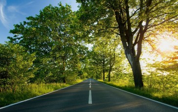 Road, Trees, Sunbeams Wallpaper