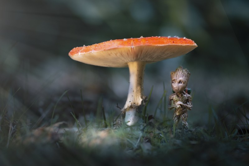 Mushroom, Groot, Nature Wallpaper