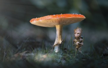 Mushroom, Groot, Nature Wallpaper