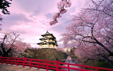 Temple, Japan, Cherry Trees, Building Wallpaper