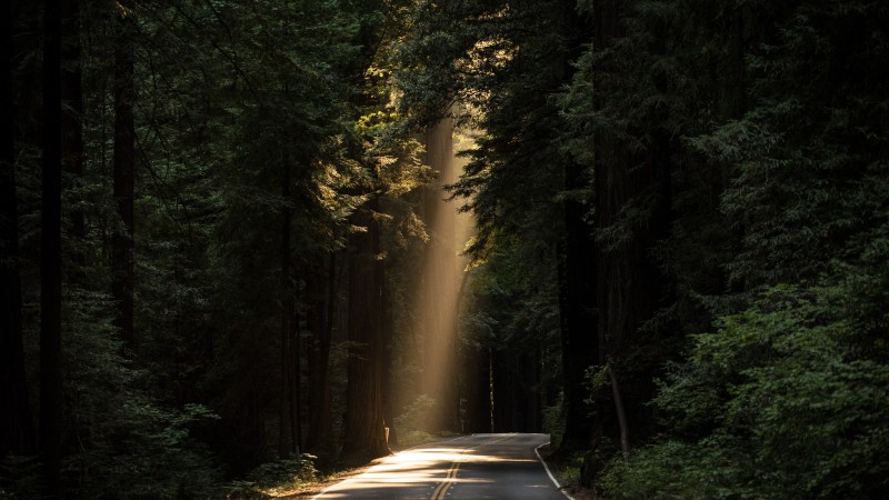 Trees, Road, Nature, Sunlight Wallpaper