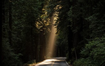 Trees, Road, Nature, Sunlight Wallpaper