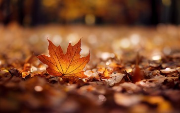 Leaves, Fall, Fallen Leaves, Depth of Field, Photography Wallpaper