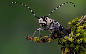 Beetle, Insect, Macro, Branch, Moss, Nature Wallpaper