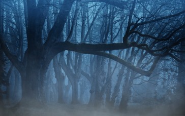 Trees, Nature, Mist, Forest Wallpaper