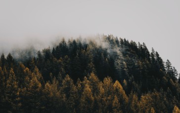 Landscape, Forest, Nature, Mist Wallpaper