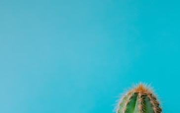 Blue Background, Cactus, Plants, Nature Wallpaper