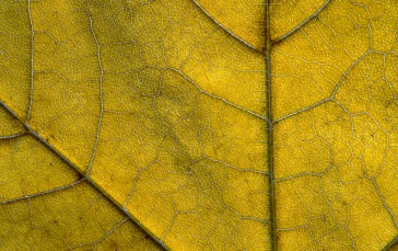 Nature, Leaves, Macro, Closeup Wallpaper