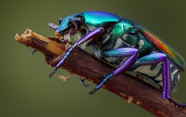 Macro, Beetle, Branch, Nature Wallpaper