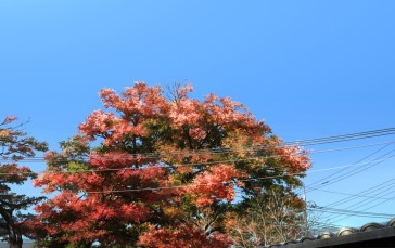 Trees, Power Lines, Sky, Leaves, Fall Wallpaper