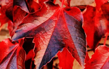 Red Leaves, Close-up, Veins, Ivy, Nature Wallpaper