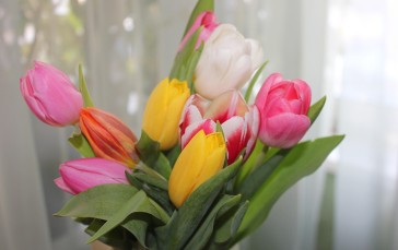 Colorful Tulips, Bouquet, Petals, Leaves, Flowers Wallpaper