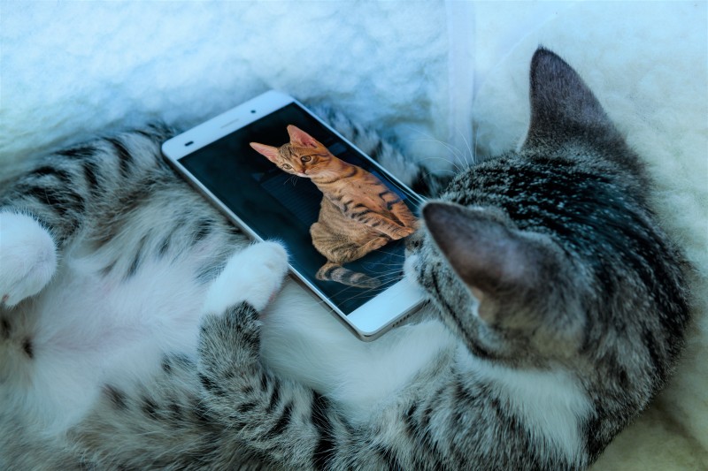 Animals, Feline, Smartphone, Phone Wallpaper