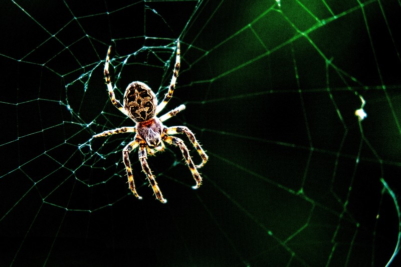 Spider, Araneus, Spiderwebs, Nature, Wildlife Wallpaper