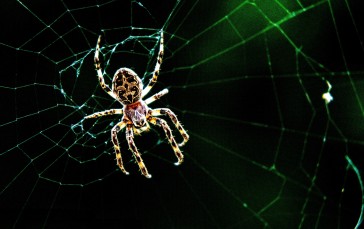 Spider, Araneus, Spiderwebs, Nature, Wildlife Wallpaper