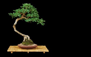 Bonsai Tree, Nature Wallpaper