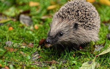 Hedgehog, Close-up, Blurry, Bokeh, Animals Wallpaper