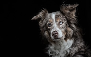 Dog, Blue Eyes, Stare, Black Background, Ears Wallpaper