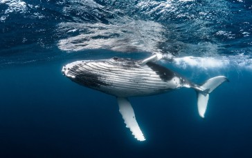 Whale, Wildlife, Animals, Underwater Wallpaper