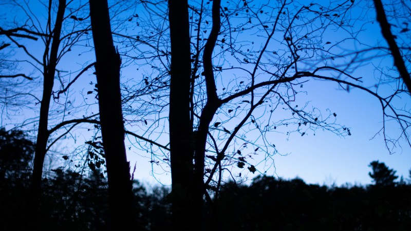 Silhouette, Trees, Branch, Blue Wallpaper