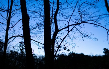 Silhouette, Trees, Branch, Blue Wallpaper
