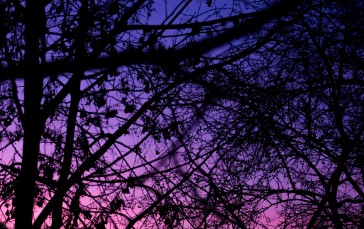 Night, Tree Silhouette, Sunset, Twigs Wallpaper