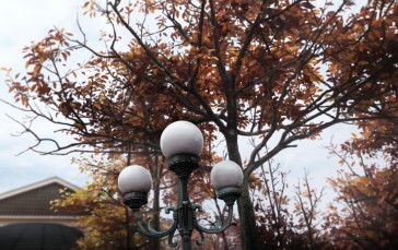 Trees, Lantern, Leaves, Outdoors Wallpaper