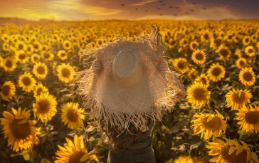 Women, Sunflowers, Hat Wallpaper