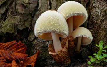Mushroom, Forest, Nature, Foliage Wallpaper
