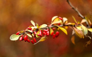 Autumn, Leaves, Branches, Blurred, Briars, Nature Wallpaper