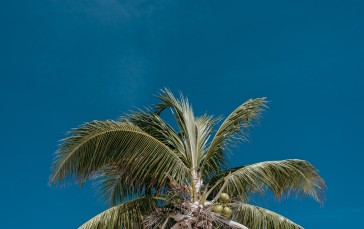 Sky, Plants, Trees, Palm Trees Wallpaper