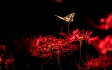 Nature, Butterfly, Dark, Red, Chiaroscuro, Flowers Wallpaper
