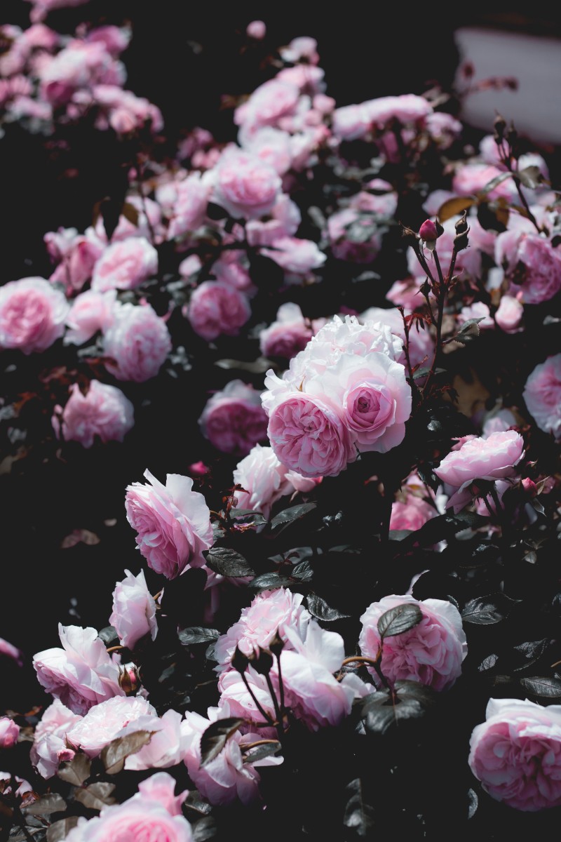Flowers, Pink, Nature, Photography, Rose Wallpaper