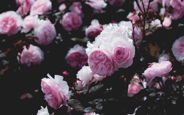 Flowers, Pink, Nature, Photography, Rose Wallpaper