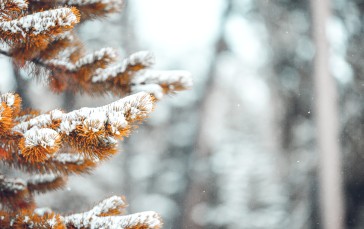 Winter, Snow, Nature, Pine Trees, Fall, Depth of Field Wallpaper