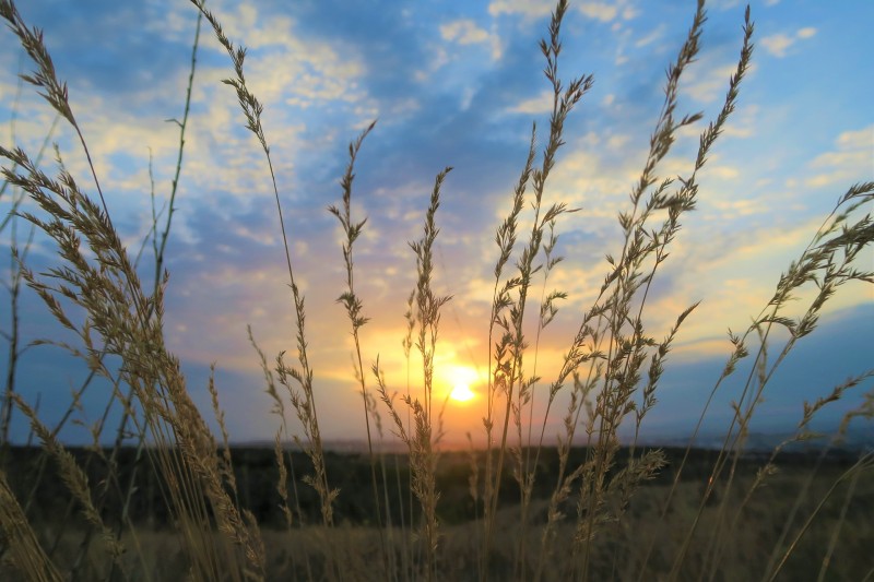 Sunset, Nature, Landscape, Wheat Wallpaper