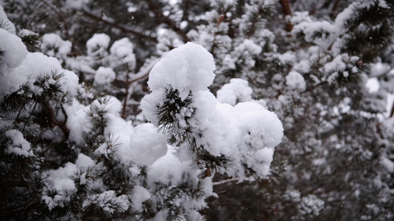 Snow, Fir-tree, Plants, Nature Wallpaper