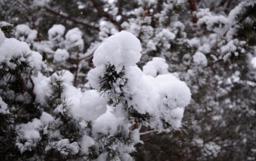 Snow, Fir-tree, Plants, Nature Wallpaper