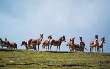 Donkey, Animals, Grass, Nature Wallpaper