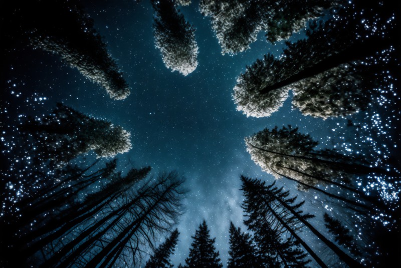 AI Art, Winter, Snow, Trees, Night Sky, Worm’s Eye View Wallpaper
