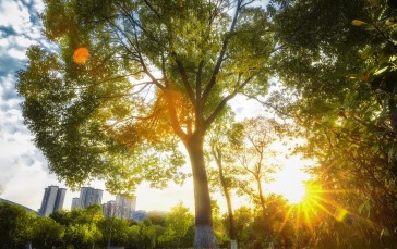 Trees, Sunlight, City Wallpaper