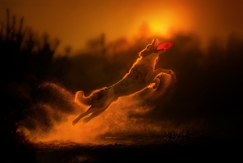 Animals, Dog, Sunlight, Frisbee Wallpaper