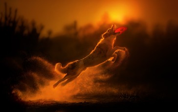 Animals, Dog, Sunlight, Frisbee Wallpaper