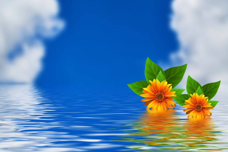 Flowers, Water, Clouds, Simple Background Wallpaper