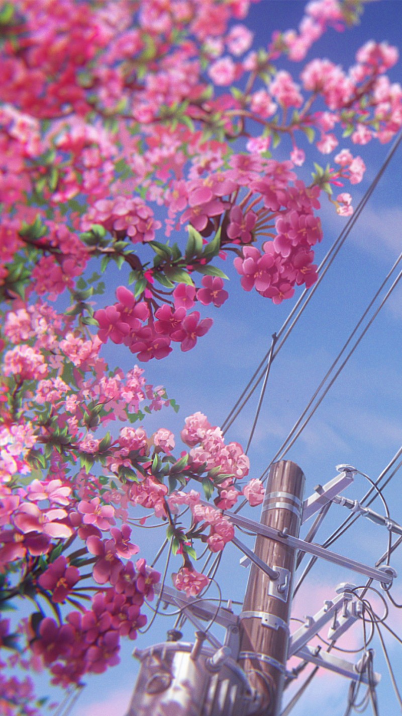 Flowers, Wires, Worm’s Eye View, Low-angle Wallpaper