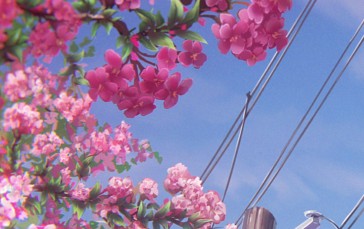 Flowers, Wires, Worm’s Eye View, Low-angle Wallpaper