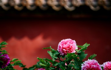 Forbidden City, Architecture, Palace, Flowers Wallpaper