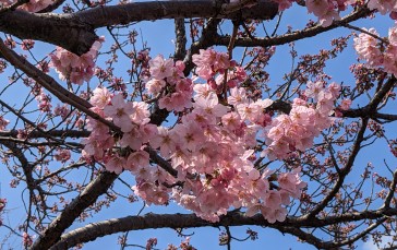 Japan, Nature, Pink, Flowers, Plants Wallpaper