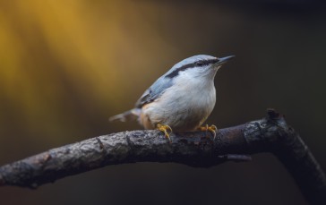 Nuthatch, Nature, Photography, Depth of Field Wallpaper